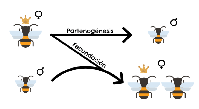 La Genética De Las Abejas Reinas Obreras Y Zánganos Genotipia