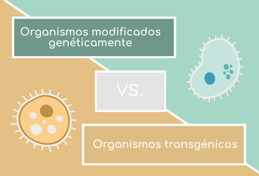 Dos bacterias cartoon con texto "Organismos modificados genéticamente vs Organismos transgénicos"
