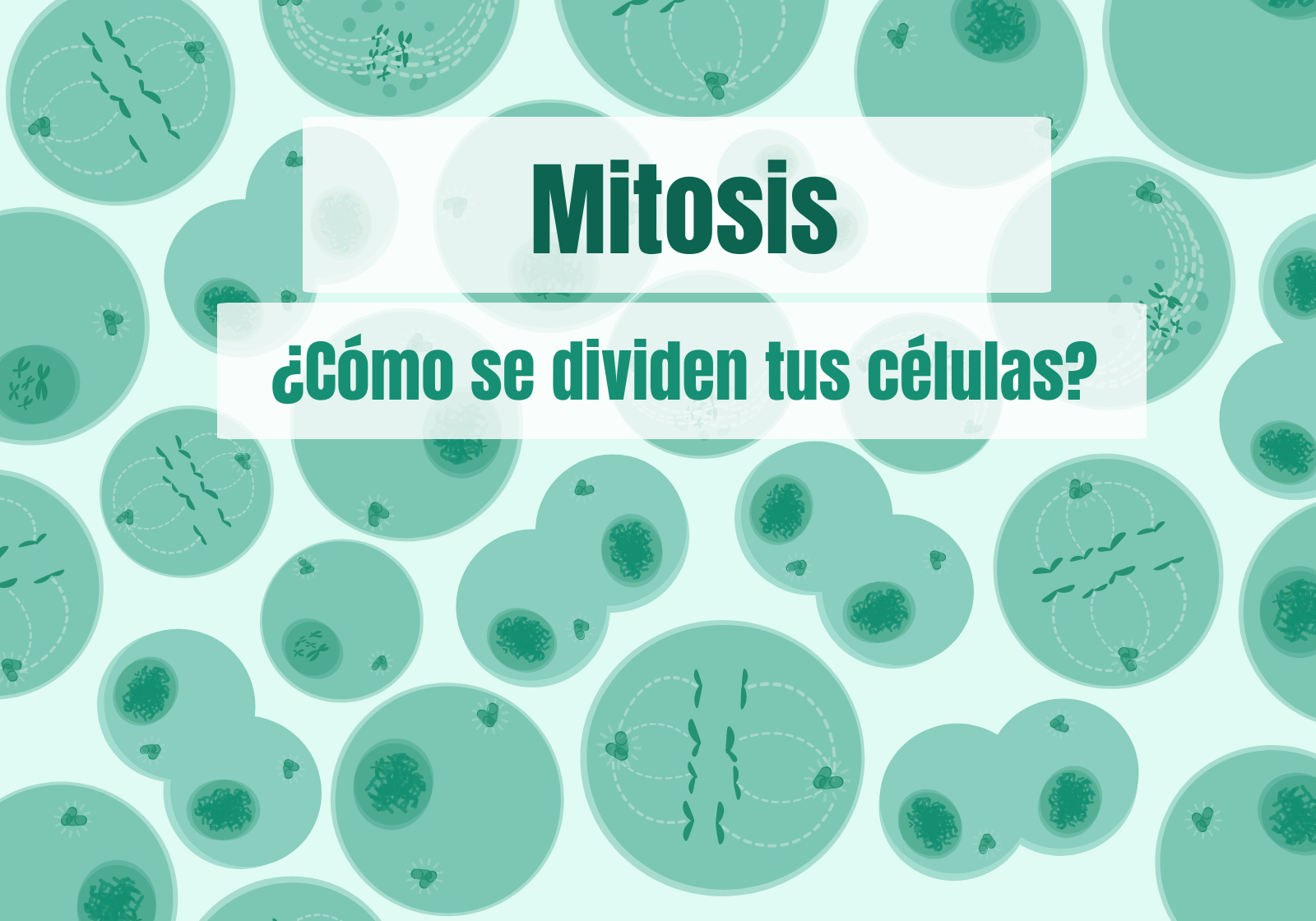 La mitosis: ¿cómo se tus células? -