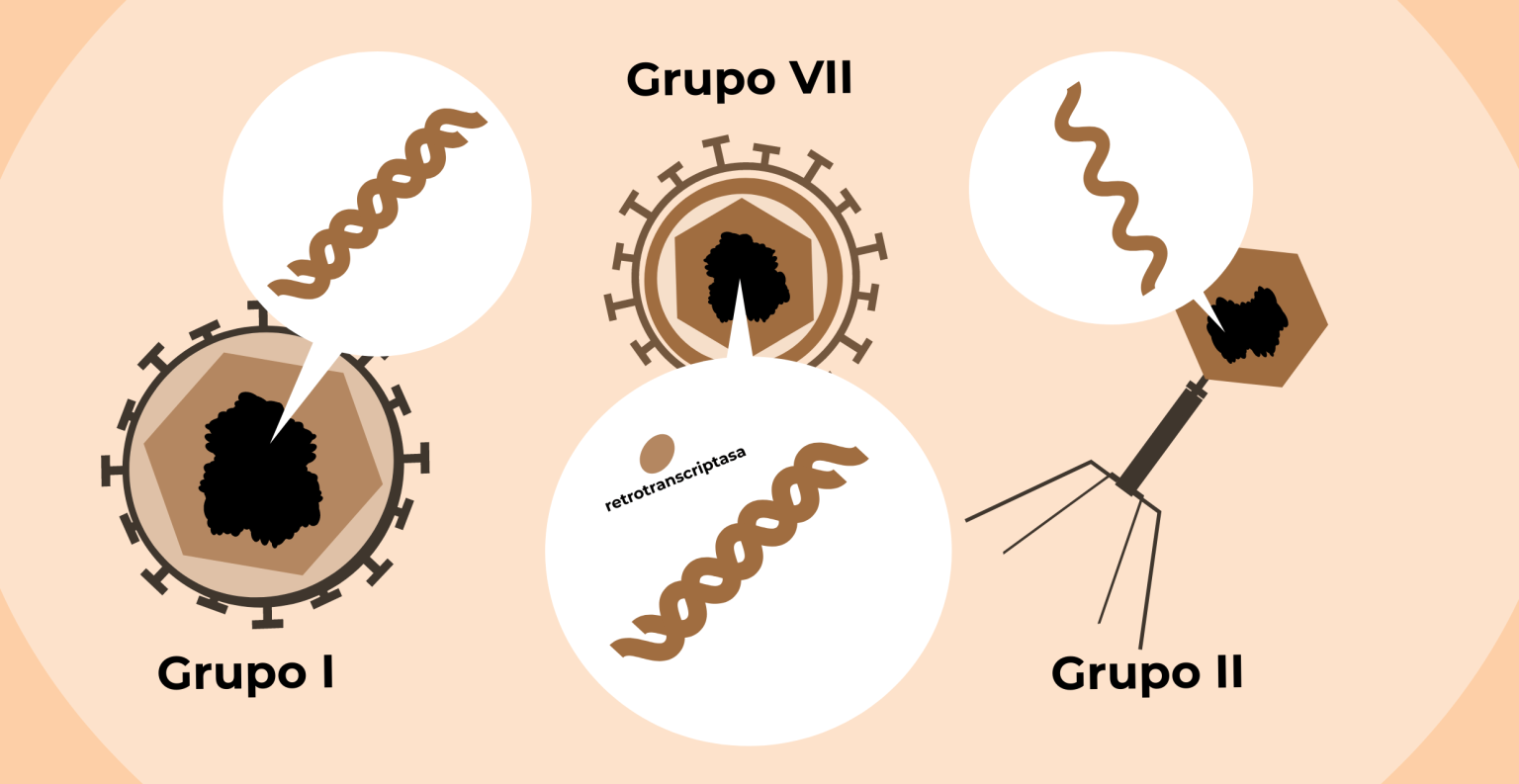 Virus I: historia y tipos de virus - El Blog de Genotipia