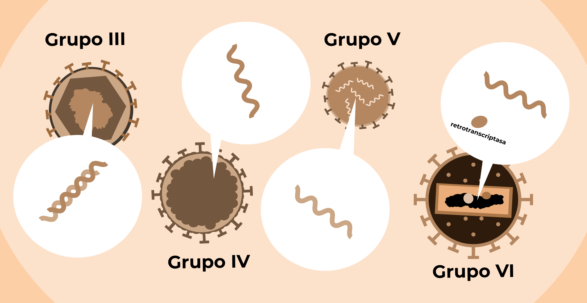 Virus ARN