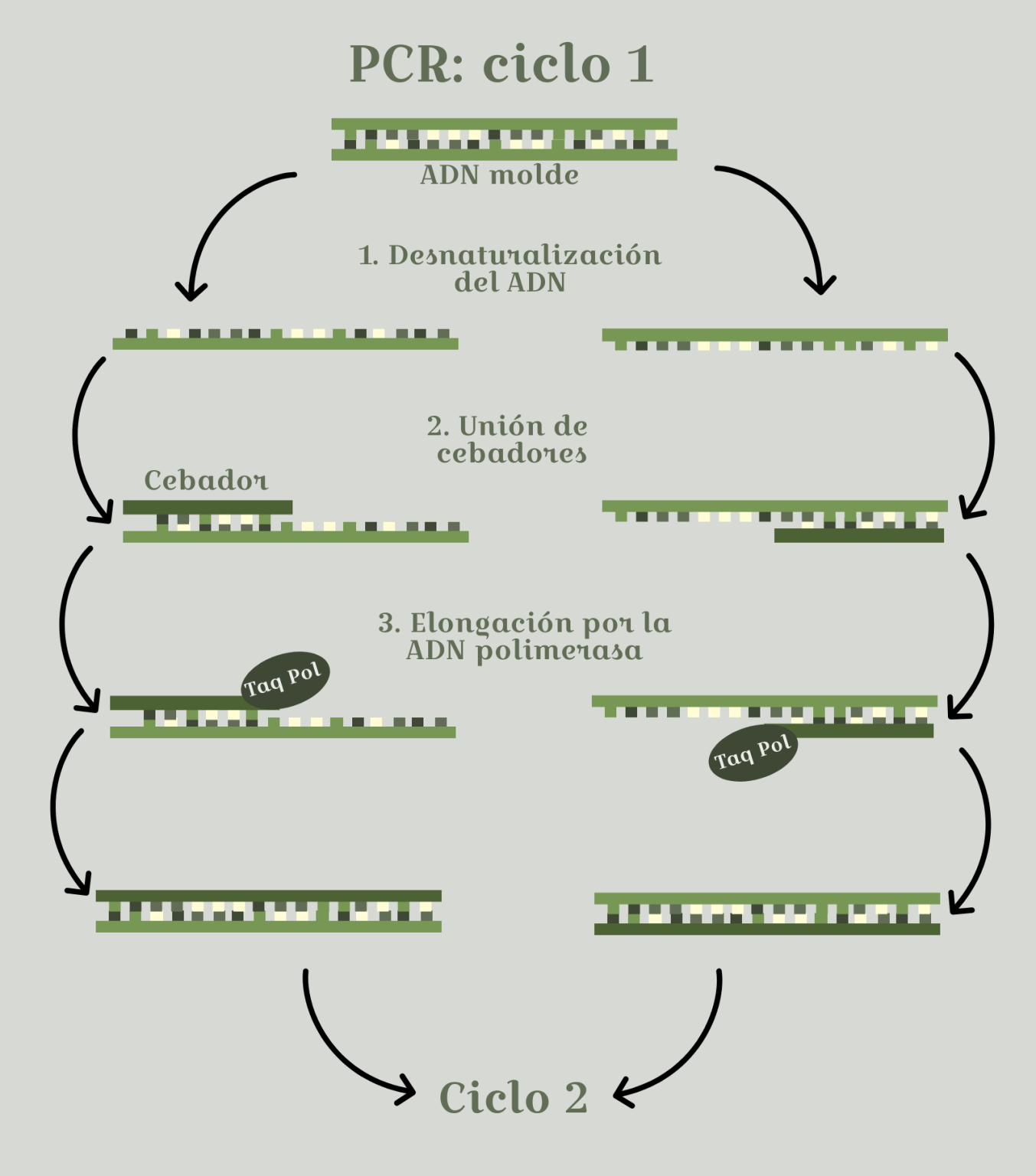 PCR: qué es y qué aplicaciones tiene - El blog de Genotipia