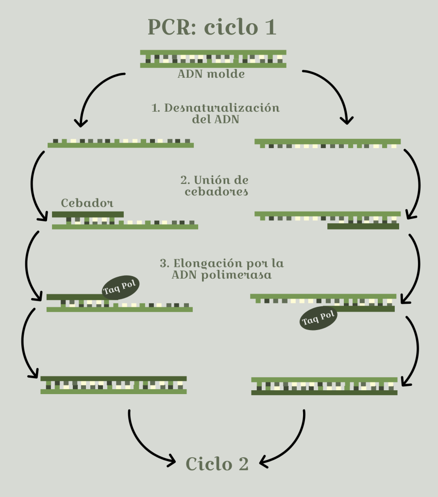 pcr qué es y qué aplicaciones tiene el blog de genotipia