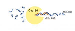 CRISPR COVID-19