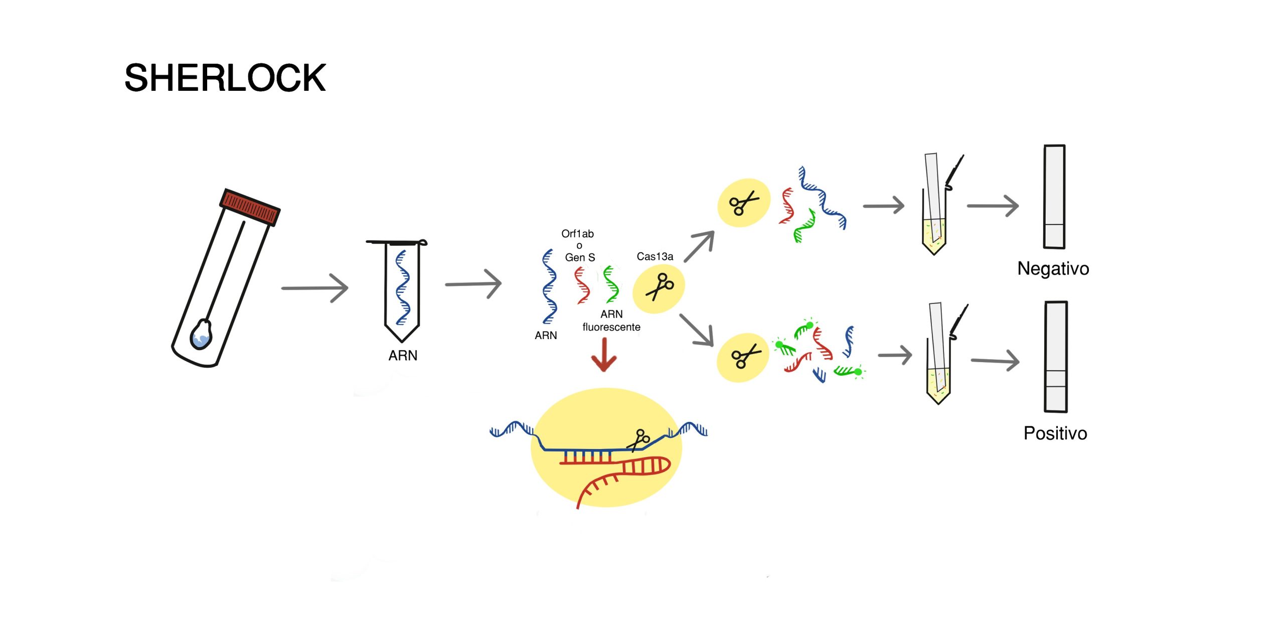 cómo funciona el método de deteción SHERLOCK de CRISPR