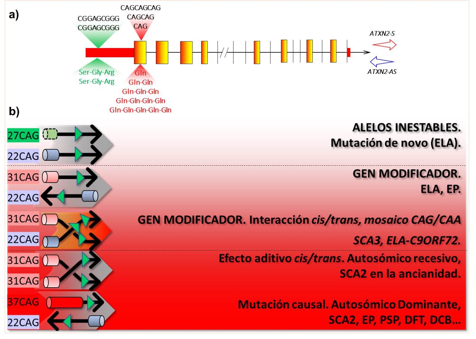Nuevo mecanismo del gen ATXN2 de importancia para varias enfermedades ...