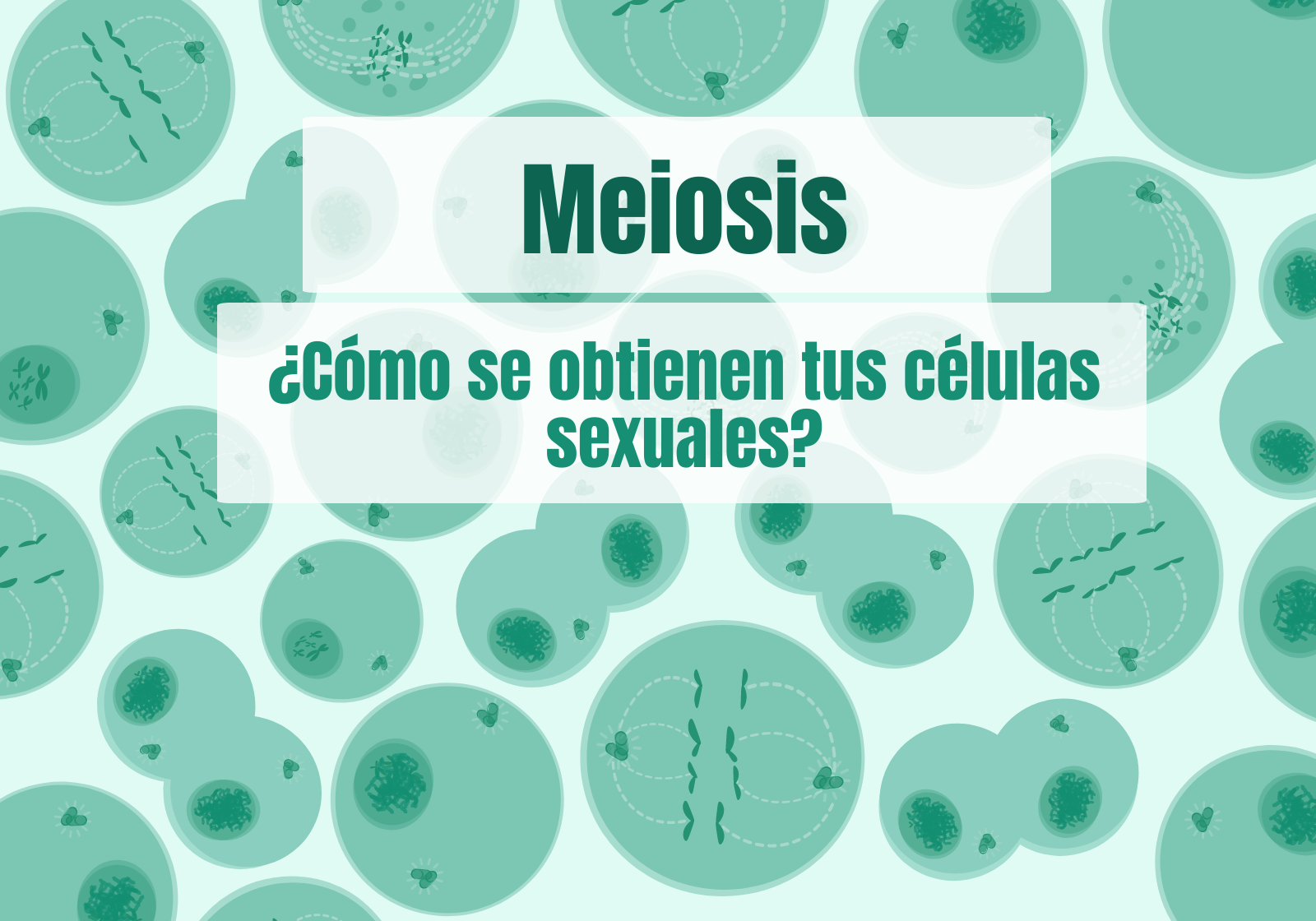 Cual Es La Mitad De Dos Mas Dos La meiosis: ¿Cómo se obtienen tus células sexuales? - Genotipia