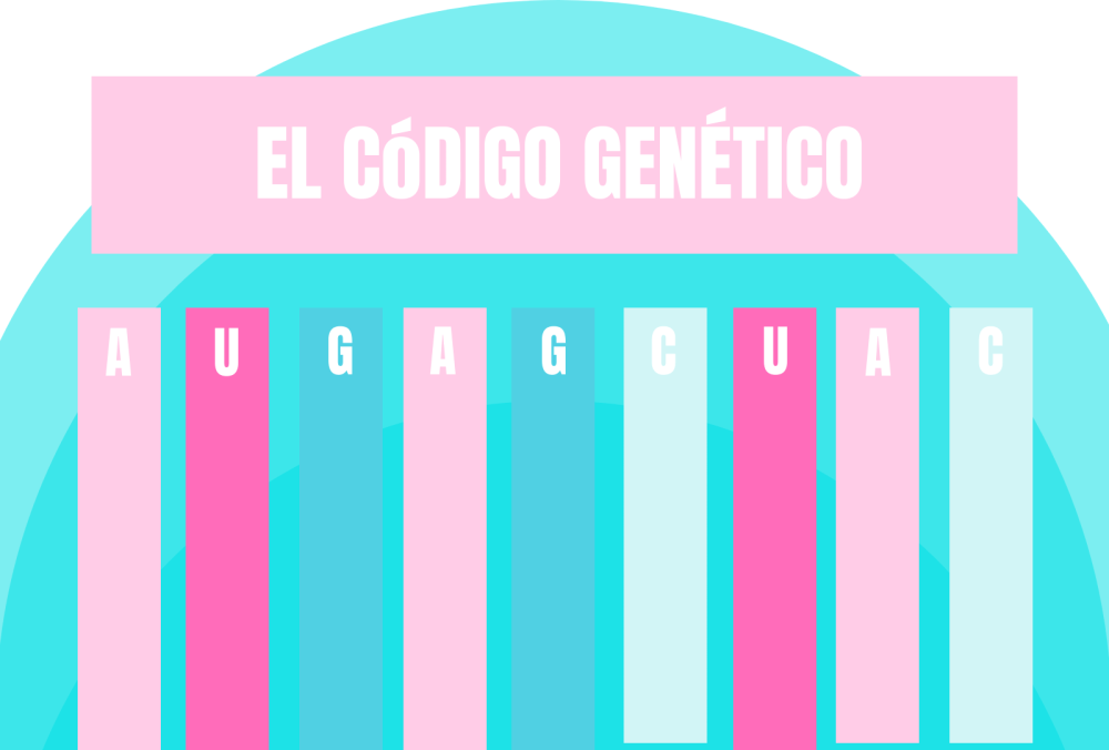 ¿qué Es El Código Genético El Blog De Genotipiaemk 6348