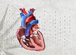 atlas genético corazón