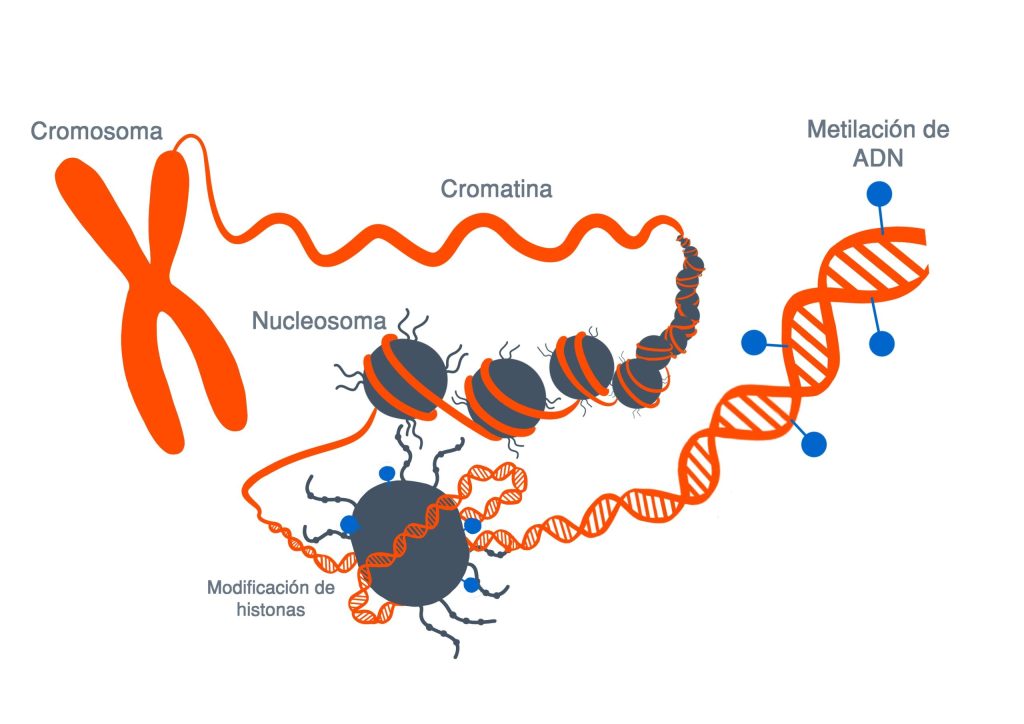 epivariaciones y mecanismos epigenéticos