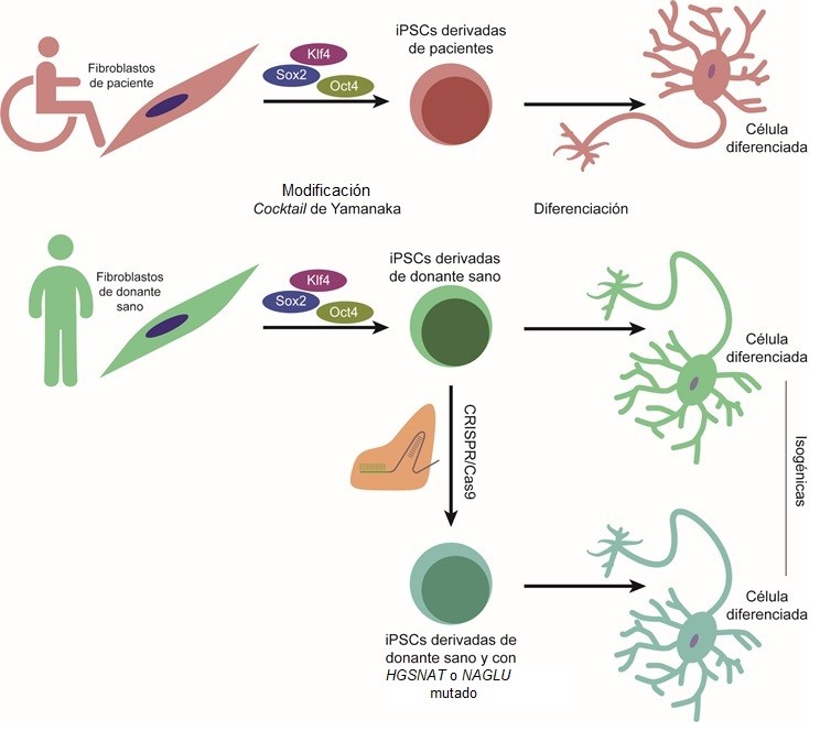 ipsc a partir de pacientes en el estudio del sindrome de sanfilippo