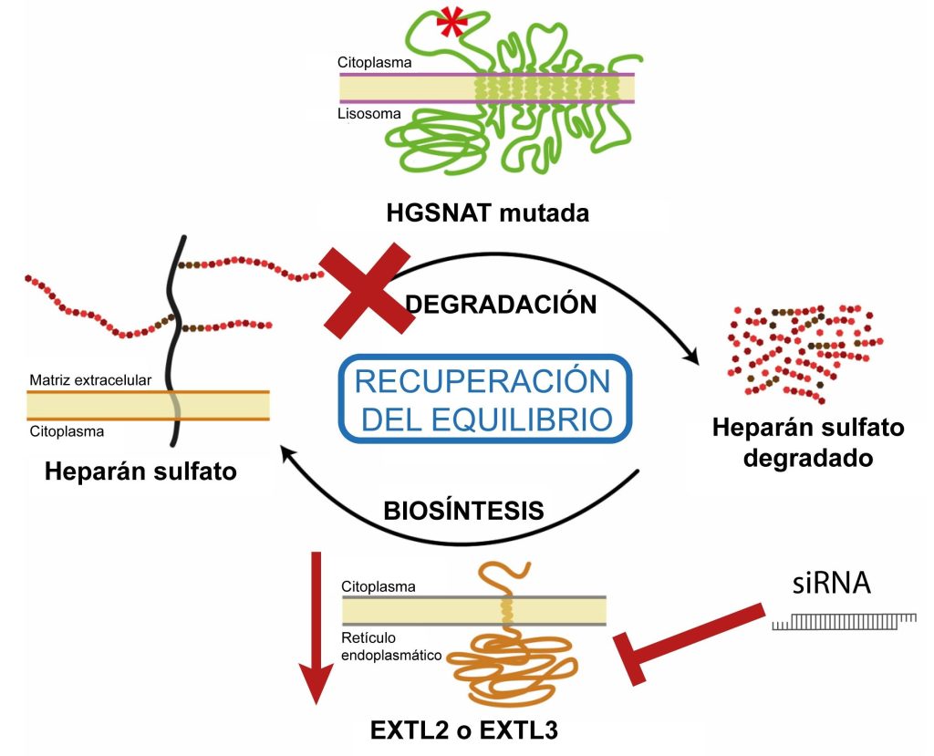 hipotesis acción siRNAs en sindrome sanfilippo