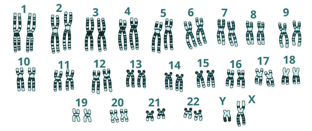 cariotipo de un hombre (46,XY)