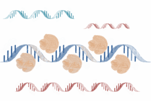 expansiones del ARN