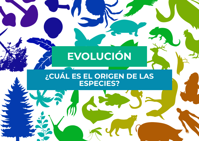 Evolución:¿Cuál es el origen de las especies? - Genotipia