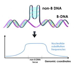 conformación ADN