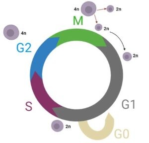 El ciclo celular Genotipia