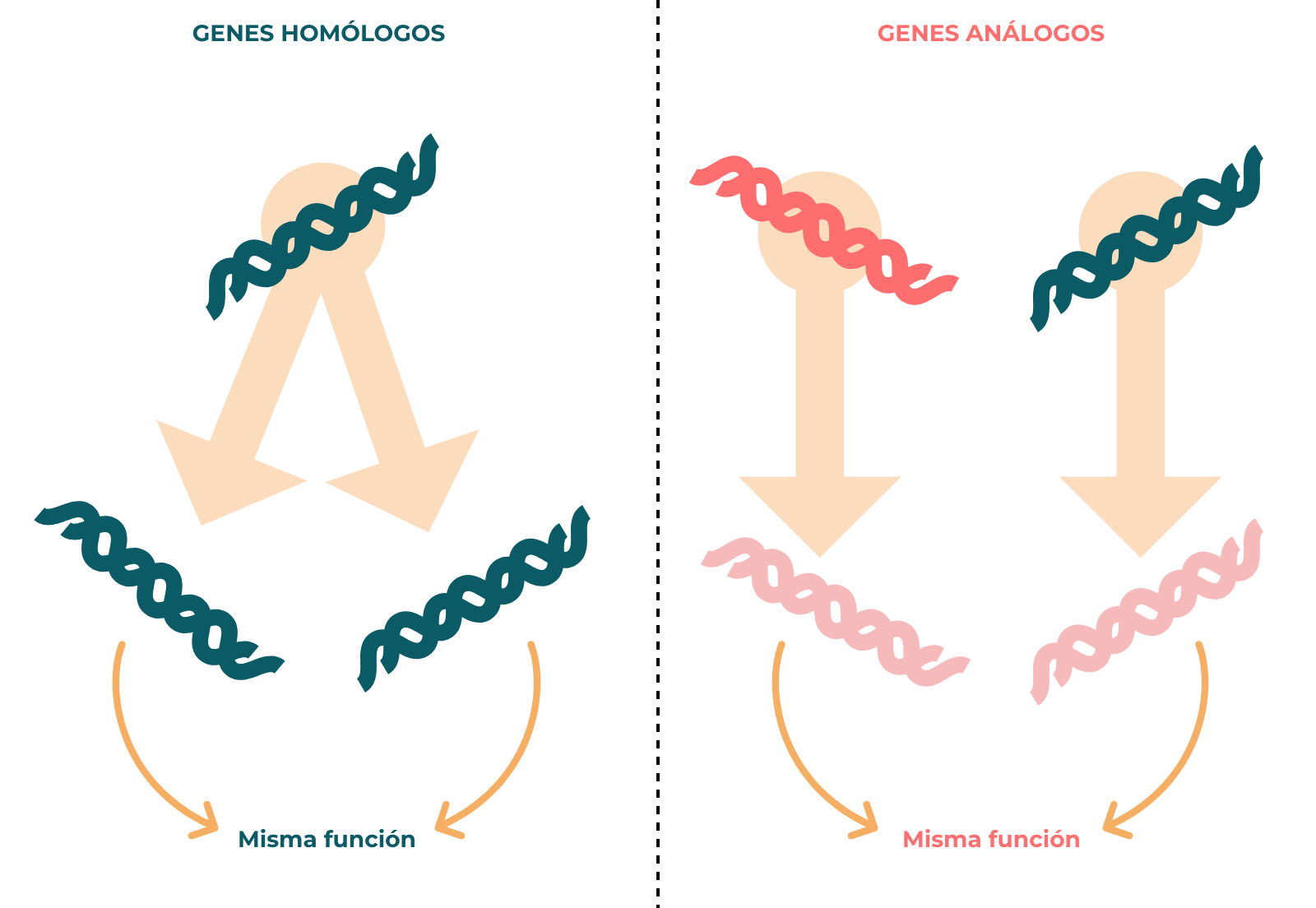 ¿qué Es La Genómica Comparativa Genotipia