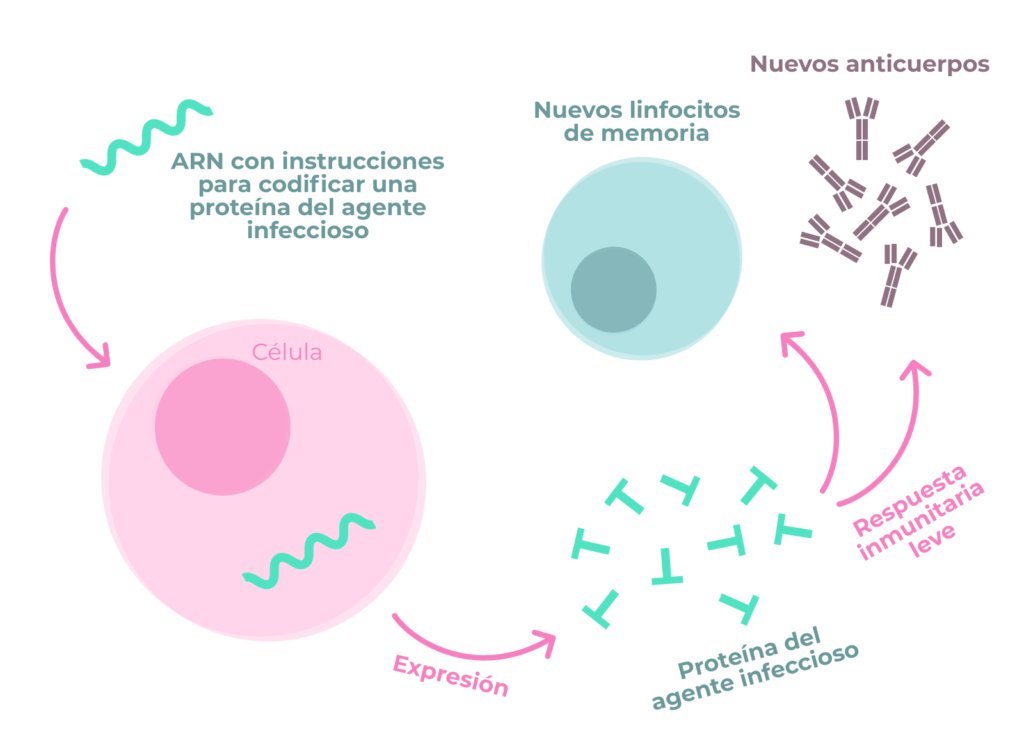 C Mo Se Fabrican Las Vacunas De Arn Contra La Covid Genotipia