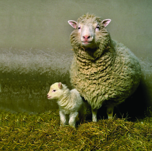 25 años oveja Dolly