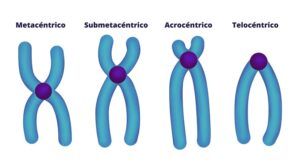 CROMOSOMAS: Qué son los cromosomas y por qué son importantes -