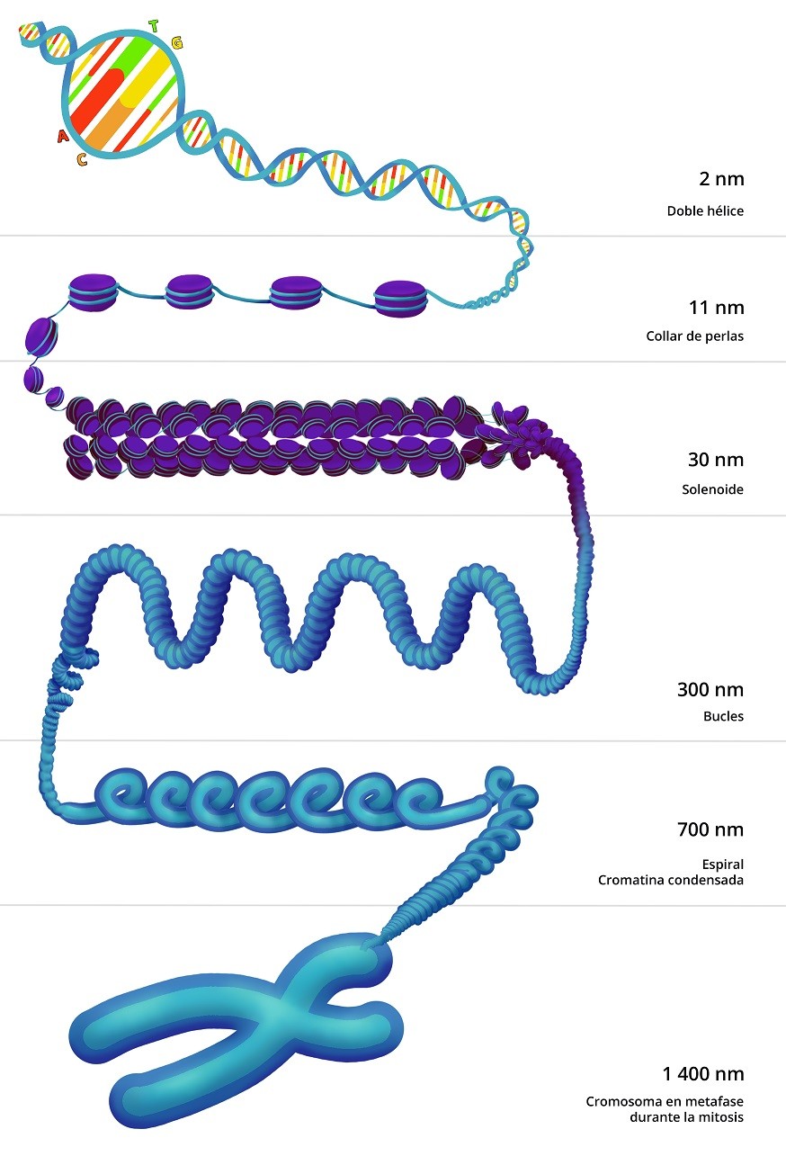 Post Cromosomas Condensación - Genotipia