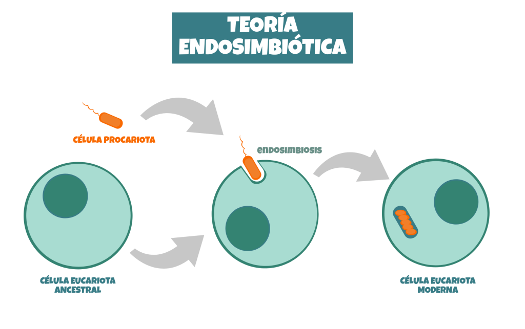 Ribosomas ¿qué Son Y Para Qué Sirven Genotipia