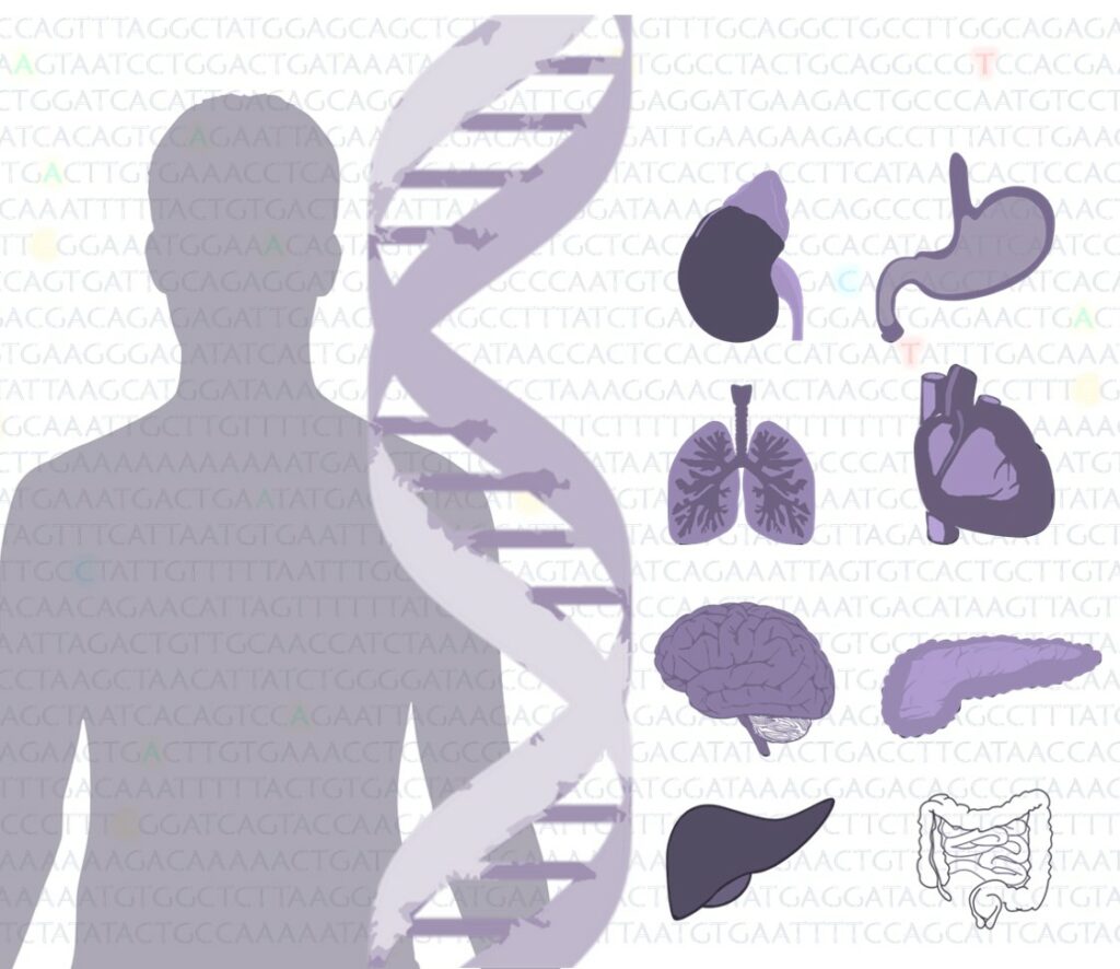 órganos adn envejecimiento