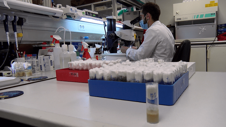 investigación pubertad moscas fruta