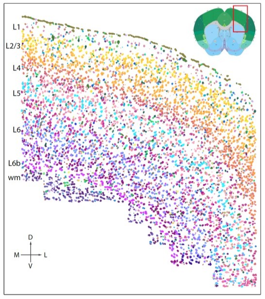 atlas tipos celulares