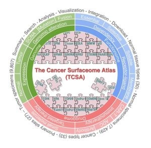 proteínas superficie cáncer