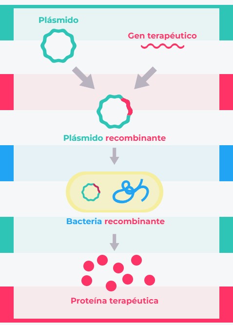 Aplicaciones de la genética en salud: tratamientos. Muchas proteínas terapéuticas utilizadas en la actualidad se producen a partir de organismos o células en los que se ha introducido el gen terapéutico de interés.