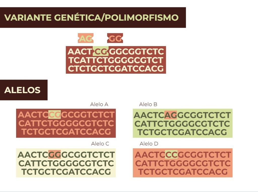 Alelos, polimorfismos, variantes y mutaciones ¿son