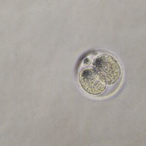 células liofilizadas