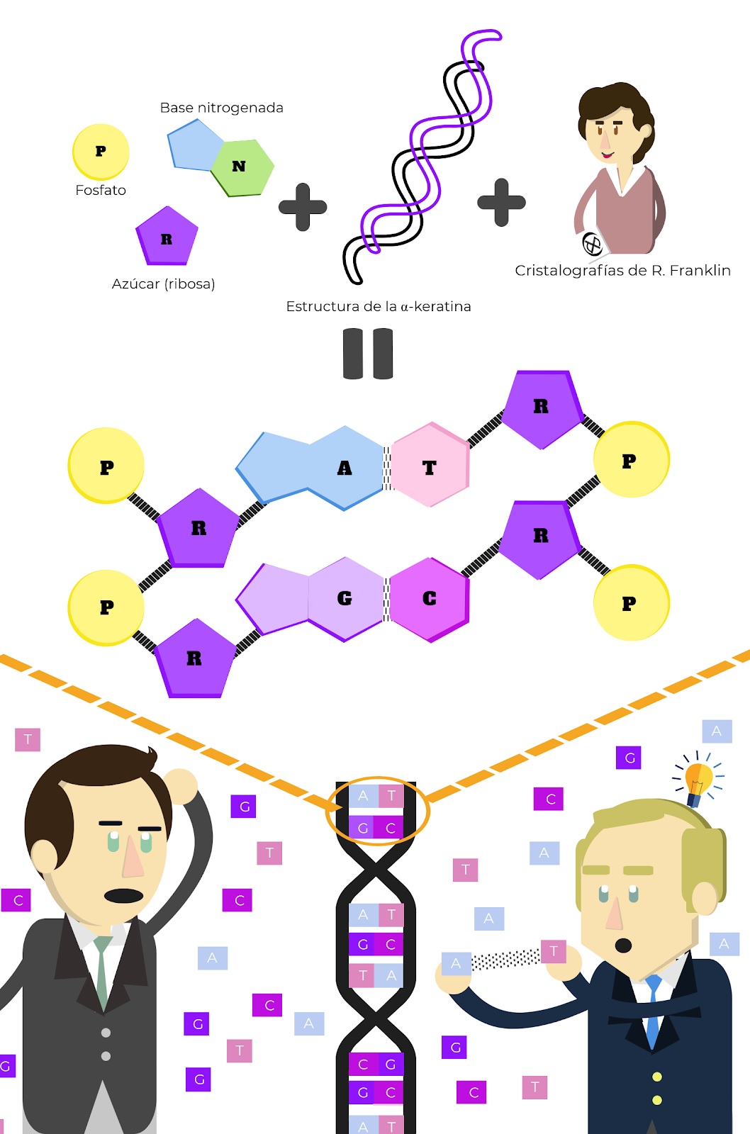 Figuras de la genética: la estructura del ADN - Genotipia