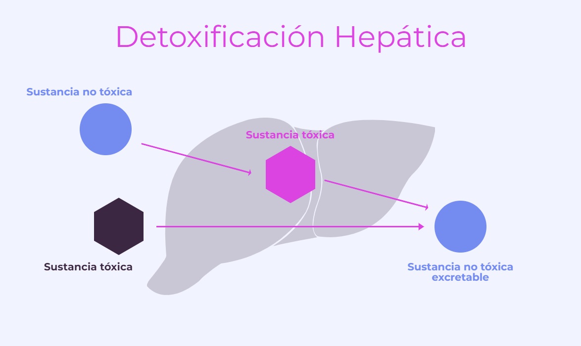 detoxificación hepática