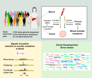 genes hematopoyesis clonal