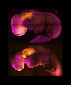 embriones sintéticos de ratón