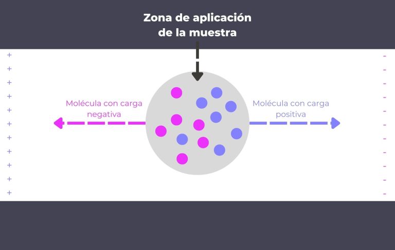 Electroforesis ¿qué Es Y Para Qué Sirve Genotipia 8162