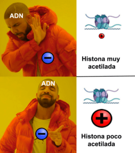 Meme histona acetilada ADN 1