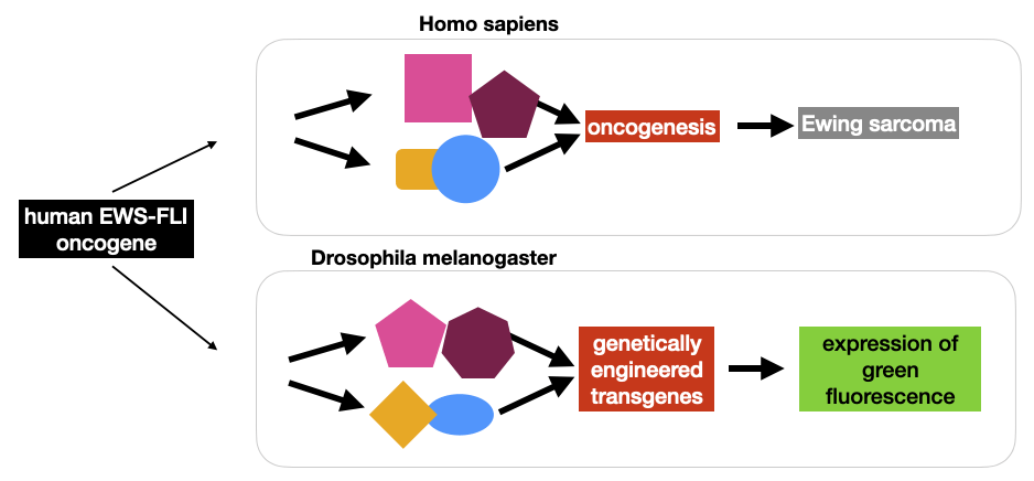 modelo sarcoma de ewing en drosophila