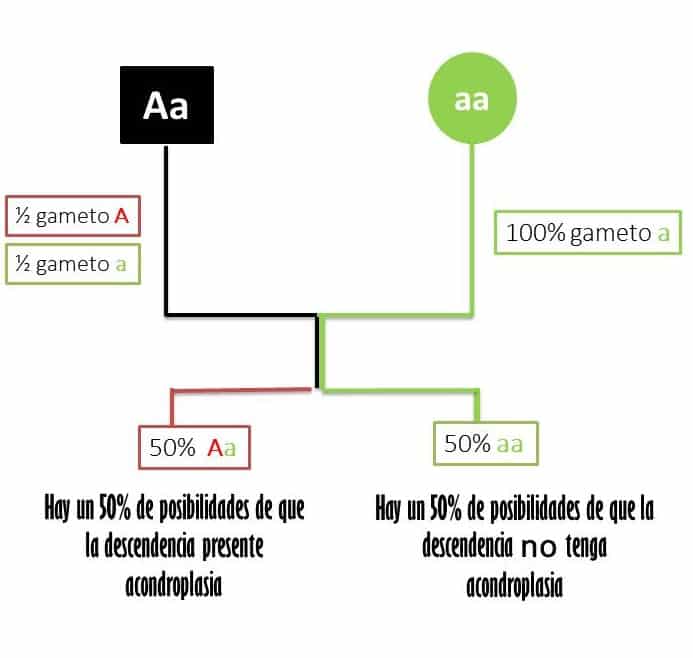 herencia acondroplasia