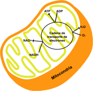 mitocondria alcohol y epigenética