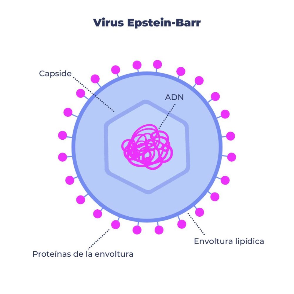 Virus Epstein Barr Genotipia