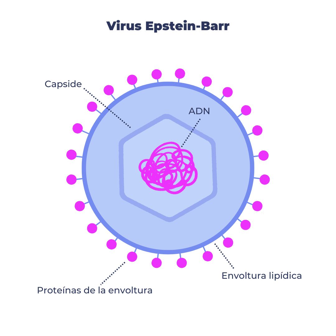 estructura virus epstein-barr