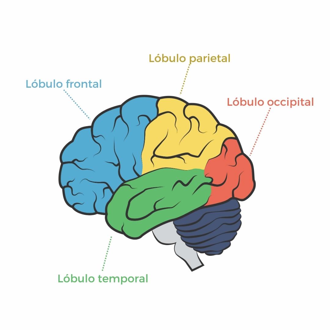 lobulos cerebro demencia frontotemporal