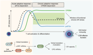 función antitumoral linfocitos