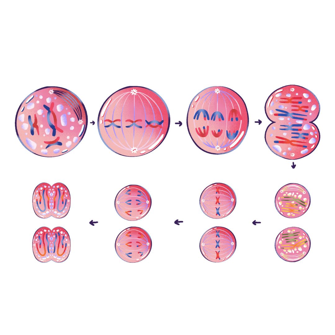mitosis ciclo celular oncogenes