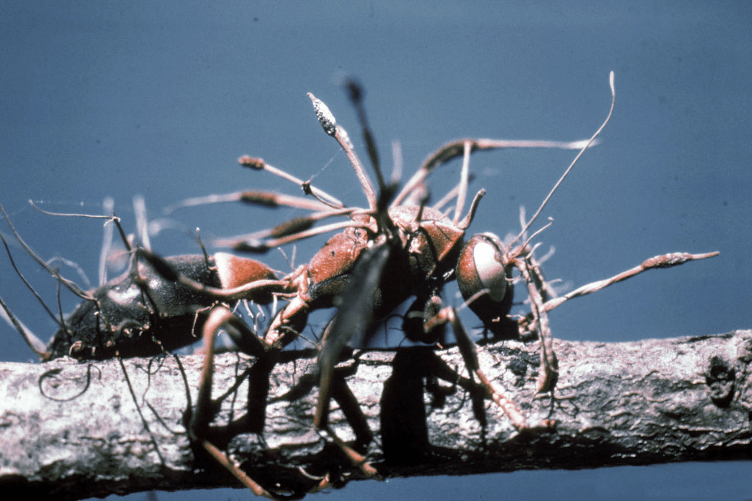 avispa cordyceps hongos patogenos