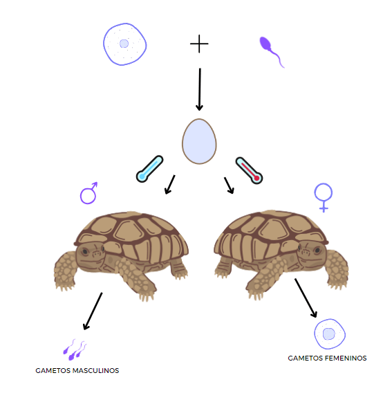determinación sexo biológico tortugas